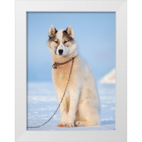 Sled dog during winter in Uummannaq in Greenland Dog teams are still draft animals White Modern Wood Framed Art Print by Zwick, Martin