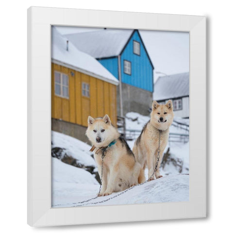Sled dog during winter in Uummannaq in Greenland Dog teams are still draft animals White Modern Wood Framed Art Print by Zwick, Martin