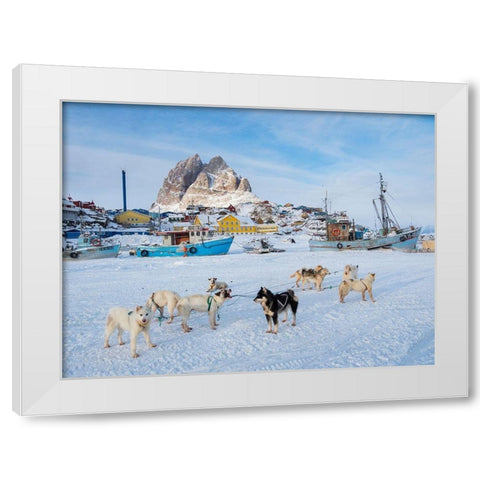 Team of sled dog during winter in Uummannaq in Greenland White Modern Wood Framed Art Print by Zwick, Martin