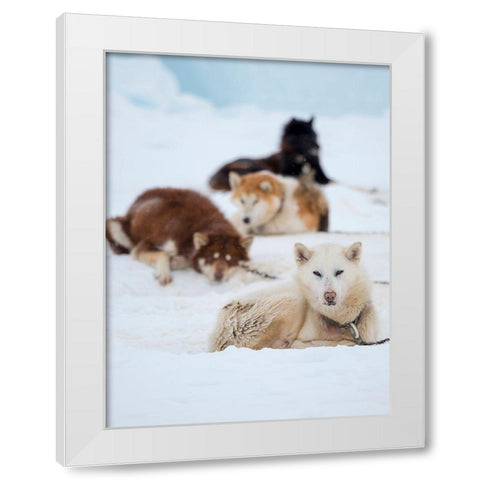 Sled dog during winter in Uummannaq in Greenland  White Modern Wood Framed Art Print by Zwick, Martin