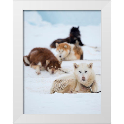 Sled dog during winter in Uummannaq in Greenland  White Modern Wood Framed Art Print by Zwick, Martin