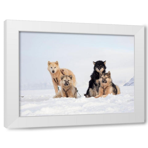 Sled dog during winter in Uummannaq in Greenland  White Modern Wood Framed Art Print by Zwick, Martin