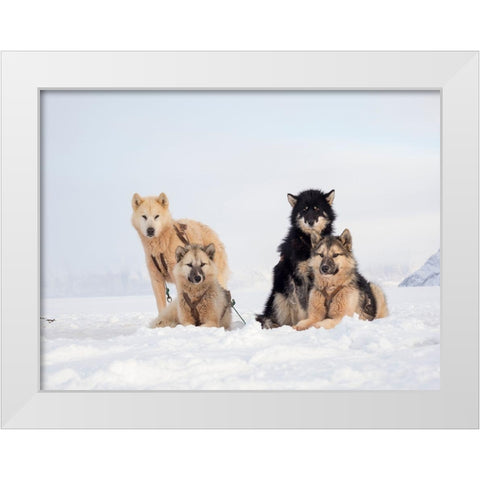 Sled dog during winter in Uummannaq in Greenland  White Modern Wood Framed Art Print by Zwick, Martin