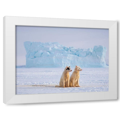 Sled dog during winter in Uummannaq in Greenland  White Modern Wood Framed Art Print by Zwick, Martin