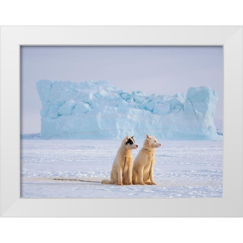 Sled dog during winter in Uummannaq in Greenland  White Modern Wood Framed Art Print by Zwick, Martin