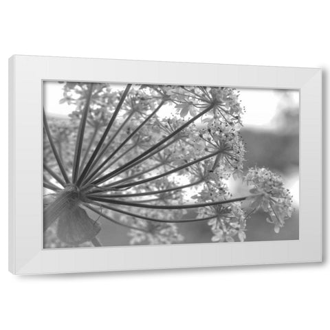 Alaska, Glacier Bay Cow parsnip in Bartlett Cove White Modern Wood Framed Art Print by Paulson, Don