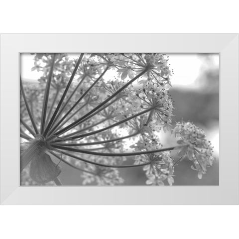 Alaska, Glacier Bay Cow parsnip in Bartlett Cove White Modern Wood Framed Art Print by Paulson, Don