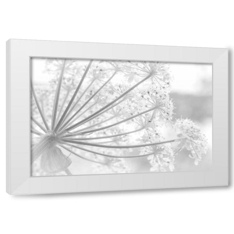 Alaska, Glacier Bay Cow parsnip in Bartlett Cove White Modern Wood Framed Art Print by Paulson, Don