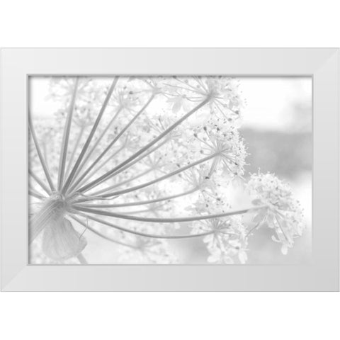 Alaska, Glacier Bay Cow parsnip in Bartlett Cove White Modern Wood Framed Art Print by Paulson, Don