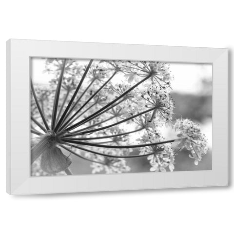 Alaska, Glacier Bay Cow parsnip in Bartlett Cove White Modern Wood Framed Art Print by Paulson, Don