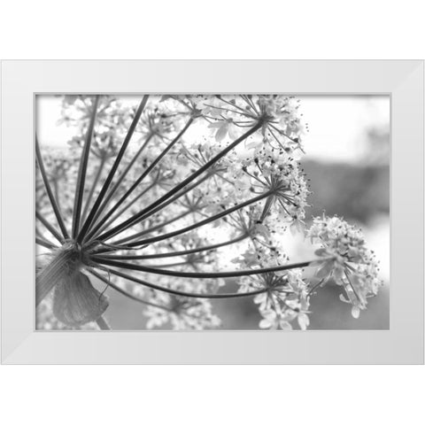 Alaska, Glacier Bay Cow parsnip in Bartlett Cove White Modern Wood Framed Art Print by Paulson, Don