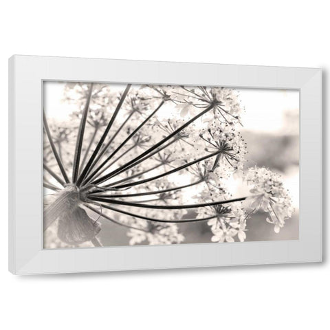 Alaska, Glacier Bay Cow parsnip in Bartlett Cove White Modern Wood Framed Art Print by Paulson, Don