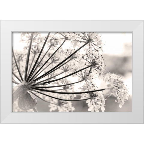 Alaska, Glacier Bay Cow parsnip in Bartlett Cove White Modern Wood Framed Art Print by Paulson, Don