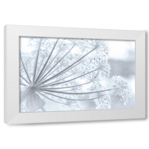 Alaska, Glacier Bay Cow parsnip in Bartlett Cove White Modern Wood Framed Art Print by Paulson, Don