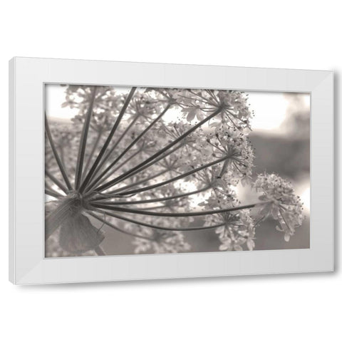 Alaska, Glacier Bay Cow parsnip in Bartlett Cove White Modern Wood Framed Art Print by Paulson, Don