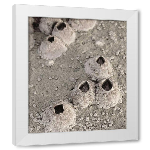 CA, San Diego, Barnacles in tide pools White Modern Wood Framed Art Print by Talbot Frank, Christopher