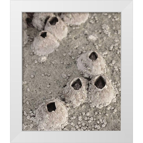 CA, San Diego, Barnacles in tide pools White Modern Wood Framed Art Print by Talbot Frank, Christopher