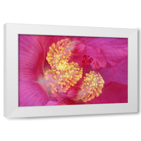 Hibiscus Flower White Modern Wood Framed Art Print by Jones, Adam
