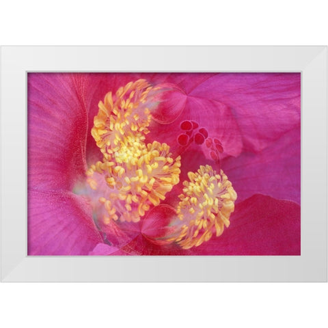 Hibiscus Flower White Modern Wood Framed Art Print by Jones, Adam