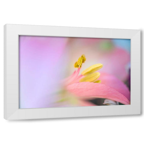 Pink lily flower White Modern Wood Framed Art Print by Jones, Adam