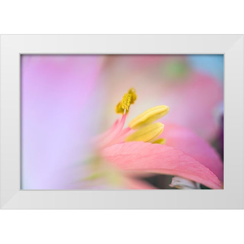 Pink lily flower White Modern Wood Framed Art Print by Jones, Adam