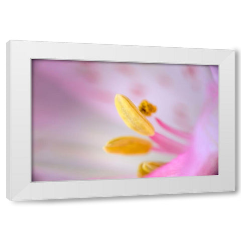 Pink lily flower White Modern Wood Framed Art Print by Jones, Adam
