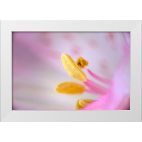 Pink lily flower White Modern Wood Framed Art Print by Jones, Adam