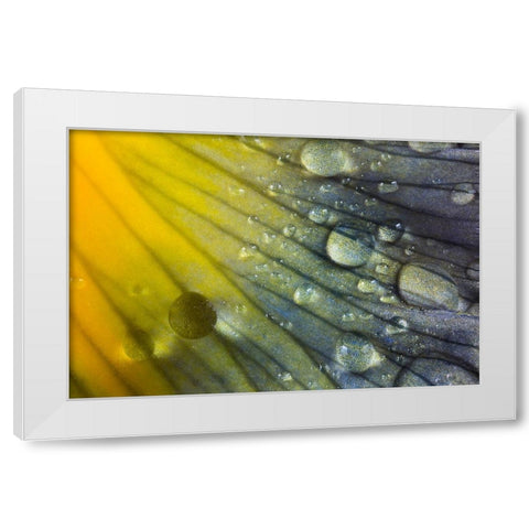 Iris petal with raindrops White Modern Wood Framed Art Print by Jones, Adam