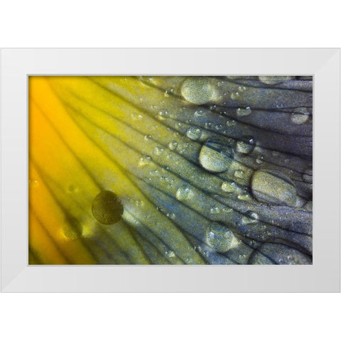 Iris petal with raindrops White Modern Wood Framed Art Print by Jones, Adam