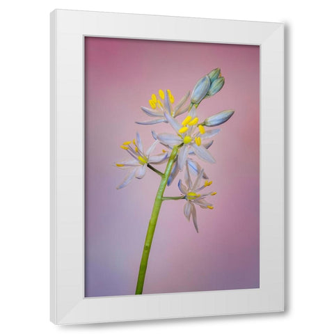Wild hyacinth or Atlantic camas White Modern Wood Framed Art Print by Jones, Adam