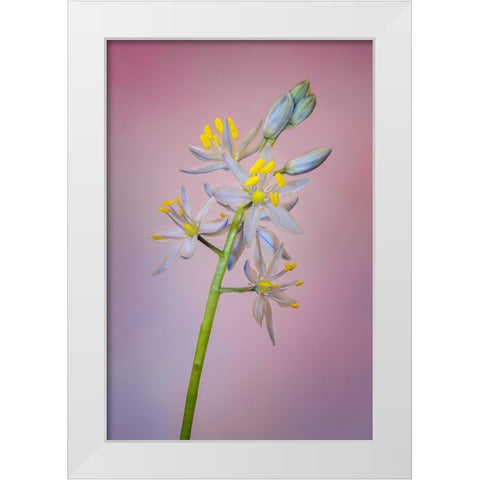Wild hyacinth or Atlantic camas White Modern Wood Framed Art Print by Jones, Adam