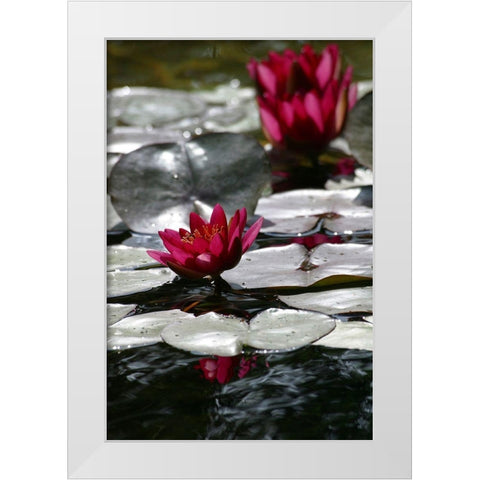 Waterlily White Modern Wood Framed Art Print by Miller, Anna