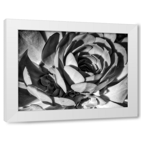Closeup of a Succulent White Modern Wood Framed Art Print by Miller, Anna