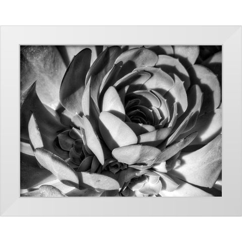 Closeup of a Succulent White Modern Wood Framed Art Print by Miller, Anna