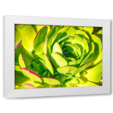 Closeup of a Succulent White Modern Wood Framed Art Print by Miller, Anna