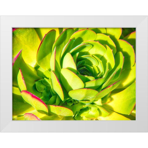 Closeup of a Succulent White Modern Wood Framed Art Print by Miller, Anna