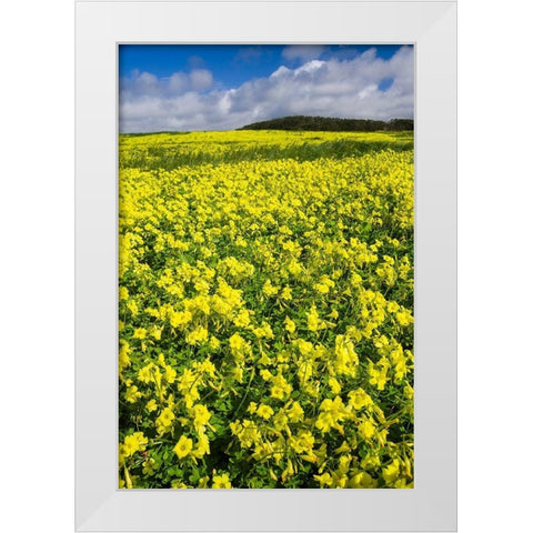 Field of Flowers White Modern Wood Framed Art Print by Miller, Anna