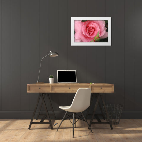 Pink Rose with Dew Drops White Modern Wood Framed Art Print by Miller, Anna