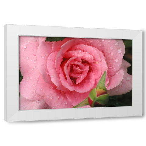 Pink Rose with Dew Drops White Modern Wood Framed Art Print by Miller, Anna