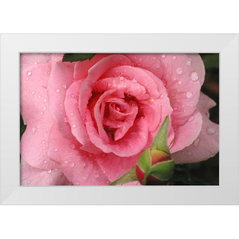 Pink Rose with Dew Drops White Modern Wood Framed Art Print by Miller, Anna