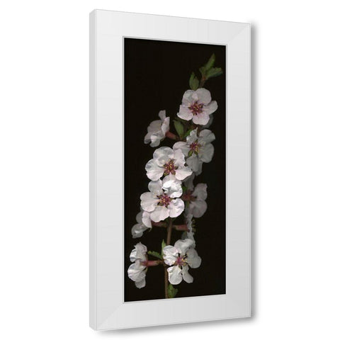Cherry Blossom White Modern Wood Framed Art Print by Miller, Anna