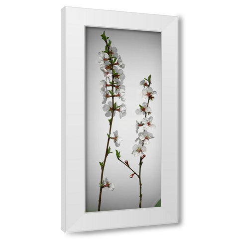 Cherry Blossom White Modern Wood Framed Art Print by Miller, Anna