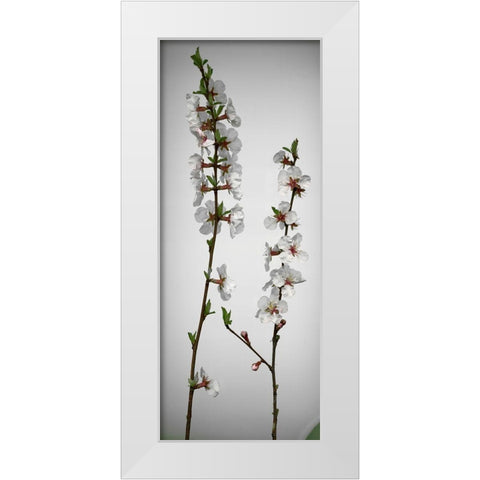 Cherry Blossom White Modern Wood Framed Art Print by Miller, Anna