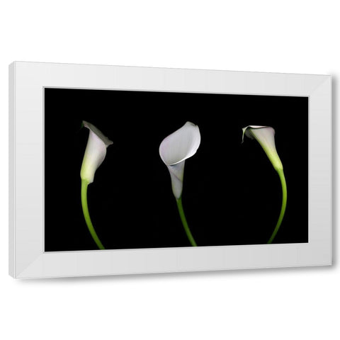 Calla Lily White Modern Wood Framed Art Print by Miller, Anna