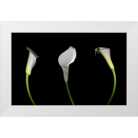 Calla Lily White Modern Wood Framed Art Print by Miller, Anna