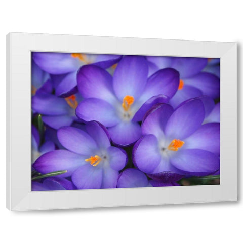 Purple Crocus Flowers White Modern Wood Framed Art Print by Miller, Anna