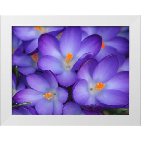 Purple Crocus Flowers White Modern Wood Framed Art Print by Miller, Anna