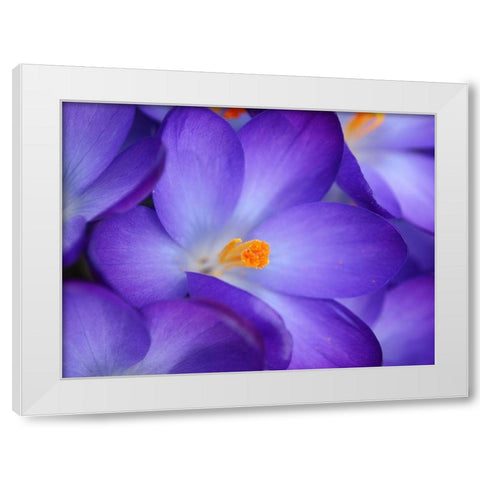 Purple Crocus Flowers White Modern Wood Framed Art Print by Miller, Anna