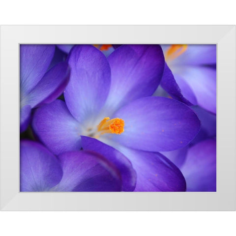 Purple Crocus Flowers White Modern Wood Framed Art Print by Miller, Anna