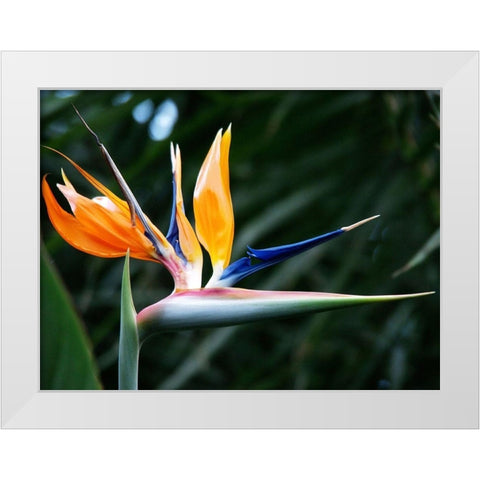 Bird Of Paradise Bloom White Modern Wood Framed Art Print by Miller, Anna